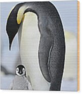 Emperor Penguin #2 Wood Print