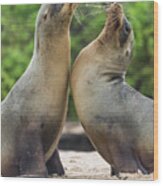 Galapagos Sea Lion Pair Greeting #2 Wood Print