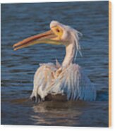 Great White Pelican #2 Wood Print