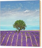 Lavender Fields In Provence #2 Wood Print