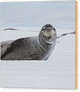 Leopard Seal, Antarctica #2 Wood Print