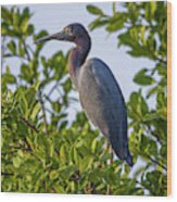 Little Blue Heron Hato Berlin Casanare Colombia #2 Wood Print