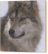 Mexican Grey Wolf #2 Wood Print