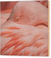 Portrait Of A Pink Flamingo #2 Wood Print