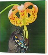 Swallowtail On Turks Cap #2 Wood Print