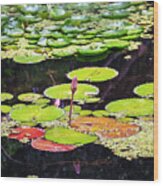 Water Lilies #2 Wood Print