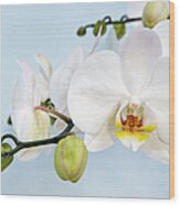 White Flowering Orchid Against Blue #2 Wood Print