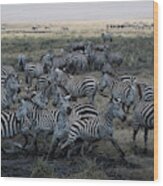 Zebra Herd At Mudhole #2 Wood Print