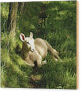 20/06/14  Keswick. Lamb In The Woods. Wood Print