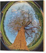 210 Degree Mount Laurel Tree Wood Print