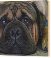2016 Westminster Kennel Club Dog Show #3 Wood Print