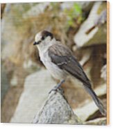 Camprobber - The Gray Jay #3 Wood Print