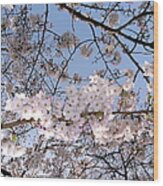 Cherry Blossoms #3 Wood Print