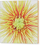 Chrysanthemum Flower #3 Wood Print