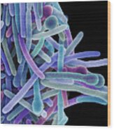 Clostridium Phytofermentans Bacteria #3 Wood Print