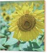 Famland Filled With Sunflowers On Sunny Day #3 Wood Print
