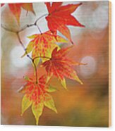 Japanese Maple Leaves #3 Wood Print