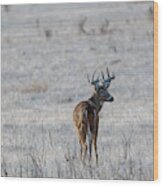 Rocky Mountain Deer #3 Wood Print