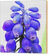 Tiny Blue Bell Cluster Grape Hyacinth Wood Print