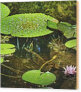 Water Lily #3 Wood Print