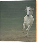 White Horse Galloping #3 Wood Print