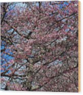 Cherry Blossoms #327 Wood Print