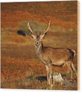 Red Deer Stag #39 Wood Print