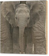 African Elephant Calf Loxodonta #4 Wood Print