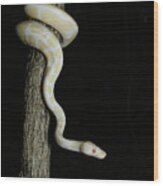 Albino Ball Python Climbing Tree #4 Wood Print