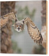 Eurasian Eagle-owl #4 Wood Print