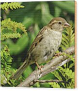 Female Spanish Sparrow Passer Hispaniolensis #4 Wood Print