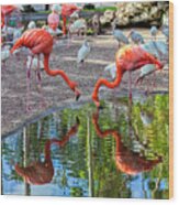 Flamingo Gardens, Davie, Fl #4 Wood Print