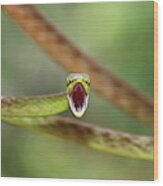 Green Parrot Snake #4 Wood Print