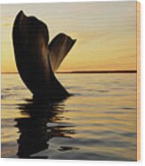 Right Whale Sailing At Sunset #4 Wood Print