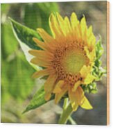 Sunflower  #4 Wood Print