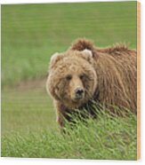 Brown Bear, Katmai National Park #5 Wood Print