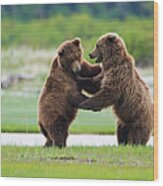 Brown Bears, Katmai National Park #5 Wood Print