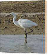 Little Egret Egretta Garzetta #5 Wood Print