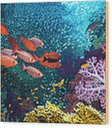 Coral Reef Scenery #52 Wood Print