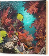 Coral Reef Scenery #59 Wood Print