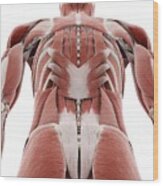 Deep Back Muscles #6 by Sebastian Kaulitzki/science Photo Library