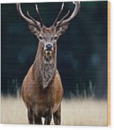 Red Deer Wood Print