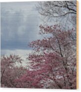 Cherry Trees #86 Wood Print