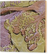Kidney Glomerulus, Sem #9 Wood Print