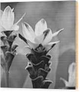 White Curcuma Flower #9 Wood Print