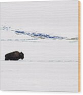A Bison In The Snow. The American Wood Print