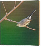 A Blue-gray Gnatcatcher Wood Print