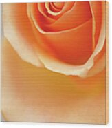 A Close-up Of Peach Rose Flower Wood Print