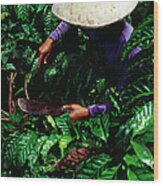 A Coffee Harvester In East Java Wood Print