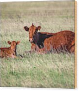 A Cow And Her Calf Wood Print